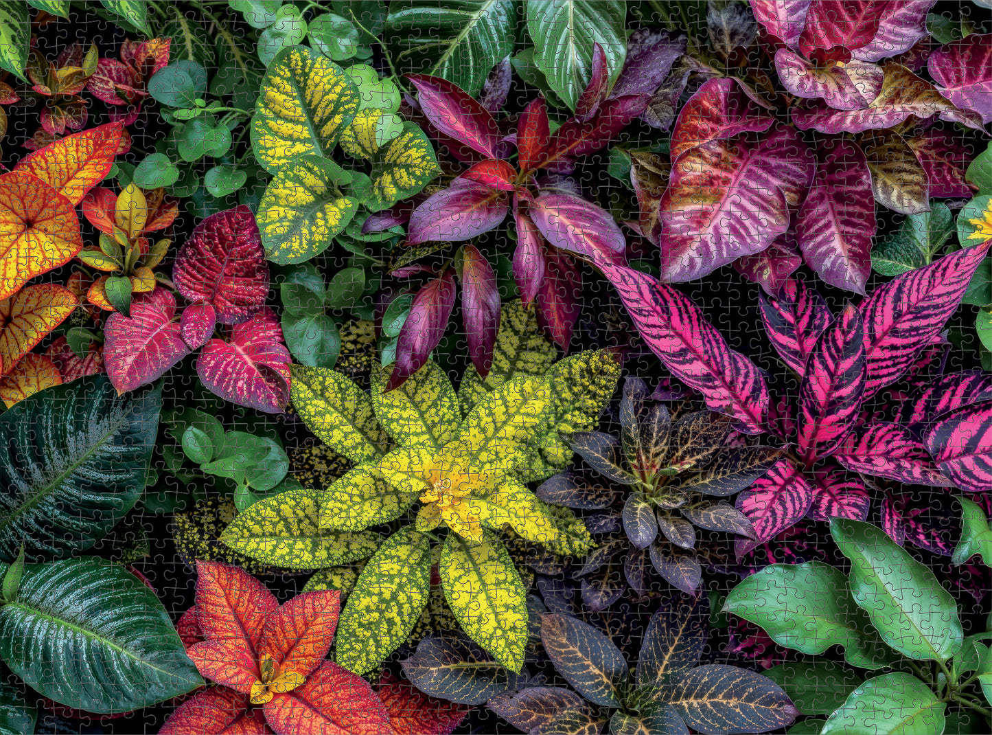 Garden of Colors - 1000 Piece Jigsaw Puzzle
