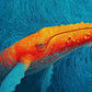Whale Puzzle – Emberwake – 1000 Piece Jigsaw Puzzle