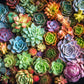 Succulent Symphony - 1000 Piece Jigsaw Puzzle