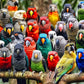 Kaleidoscope of Feathers - 1000 Piece Jigsaw Puzzle