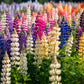 Lupine Landscapes: Rainbow Blossoms - 1000 Piece Jigsaw Puzzle