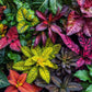 Garden Puzzle – Garden of Colors – 1000 Piece Jigsaw Puzzle