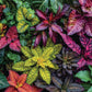 Garden Puzzle – Garden of Colors – 1000 Piece Jigsaw Puzzle