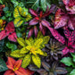 Garden of Colors - 1000 Piece Jigsaw Puzzle