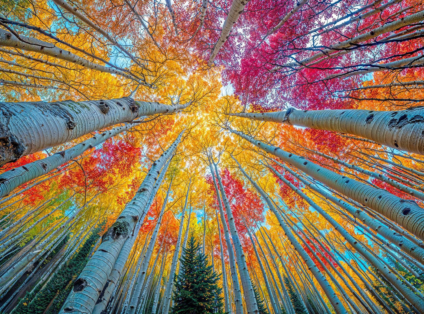 Mountain Puzzle – Sky Through The Aspens – 1000 Piece Jigsaw Puzzle