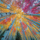 Mountain Puzzle – Sky Through The Aspens – 1000 Piece Jigsaw Puzzle
