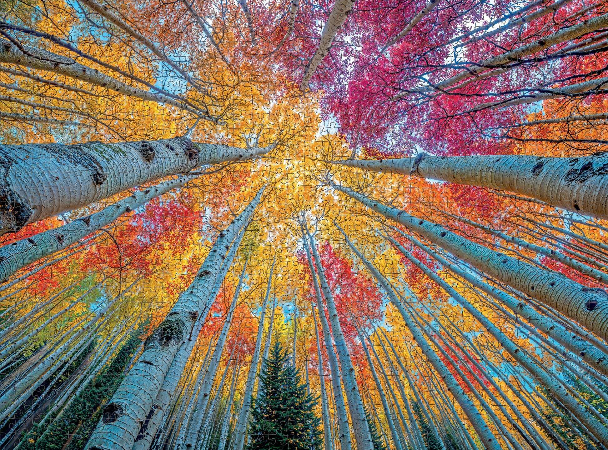 Mountain Puzzle – Sky Through The Aspens – 1000 Piece Jigsaw Puzzle