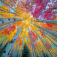 Sky Through The Aspens - 1000 Piece Jigsaw Puzzle