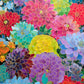 Gilded Dahlia Symphony - 1000 Piece Jigsaw Puzzle
