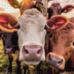 Bovine Bonanza: A Moo-vellous Selfie - 1000 Piece Jigsaw Puzzle Jigsaw Puzzles Cross & Glory