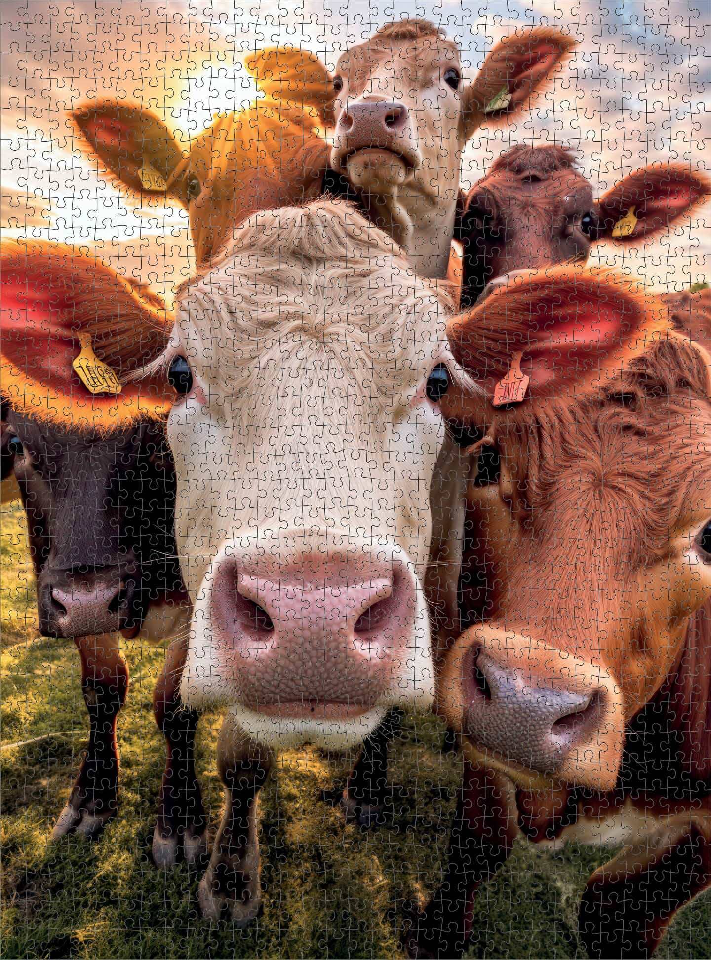 Bovine Bonanza: A Moo-vellous Selfie - 1000 Piece Jigsaw Puzzle Jigsaw Puzzles Cross & Glory