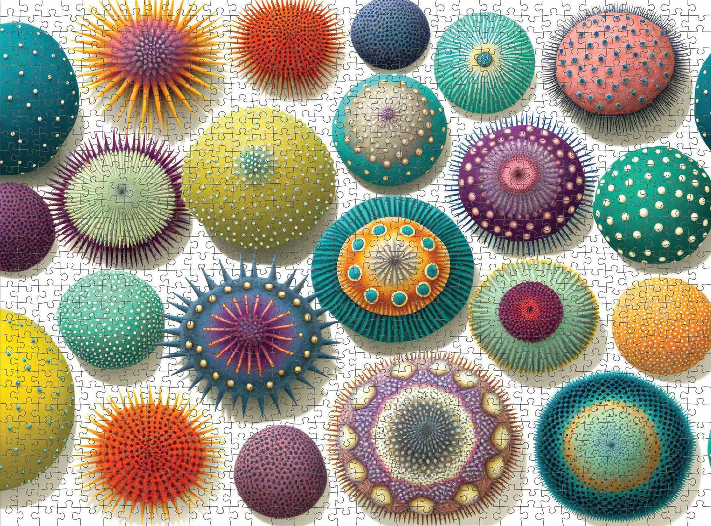 Colorful Sea Urchins - 1000 Piece Jigsaw Puzzle Jigsaw Puzzles Cross & Glory