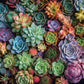 Succulent Symphony - 1000 Piece Jigsaw Puzzle Jigsaw Puzzles Cross & Glory